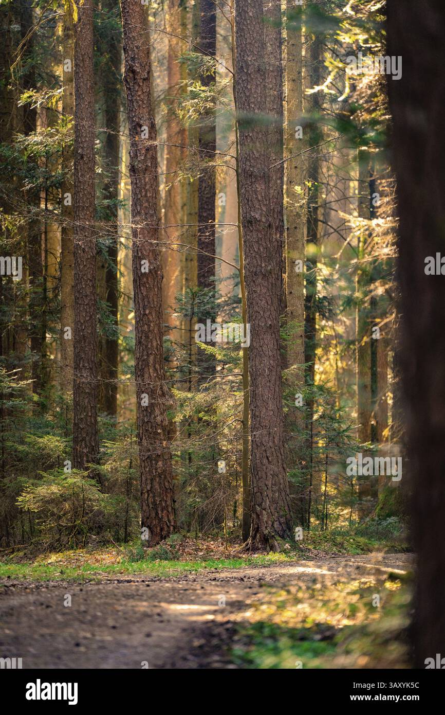 Ein ruhiger Waldweg im goldenen Licht der Sonne, Calw, Schwarzwald, Deutschland, Europa Stockfoto