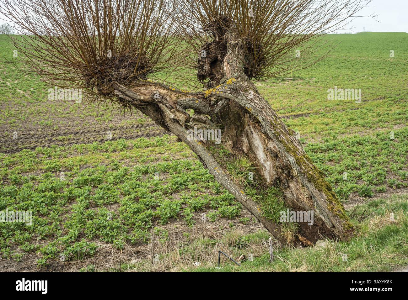 Sehr alter, aber lebendiger Weidenbaum (Salix) in Skurup Gemeinde, Skane County, Schweden, Skandinavien, Europa Stockfoto