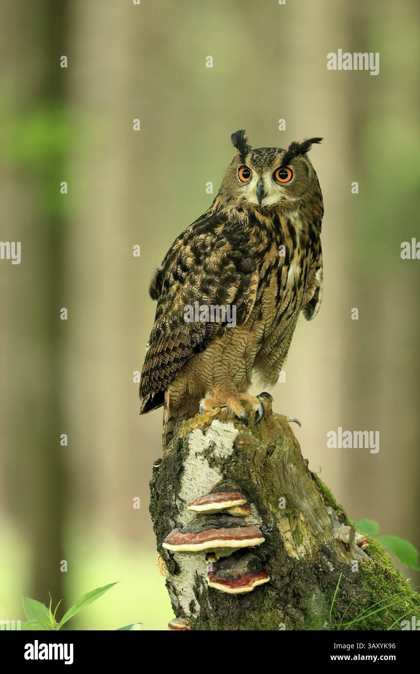 Uhu (Bubo bubo), Erwachsene, Barsch, wachsam, im Sommer, Weisheit, sumava, Tschechien, Europa Stockfoto