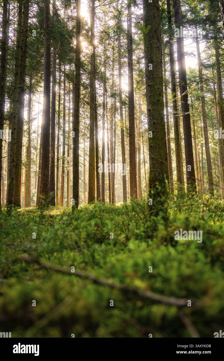 Ein Wald mit hohen Bäumen in sanftem Sonnenlicht und Moos auf dem Boden, Calw, Schwarzwald, Deutschland, Europa Stockfoto