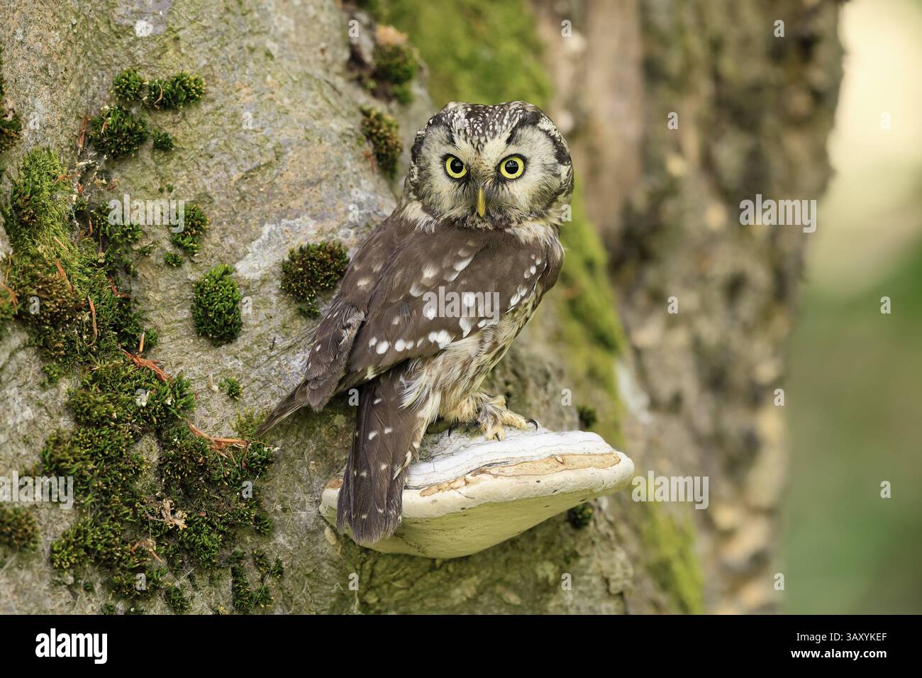 Große Horneule (Aegolius funereus), große Horneule, Erwachsene, auf Baum, Barsch, wachsam, im Sommer sumava, Tschechische Republik, Europa Stockfoto