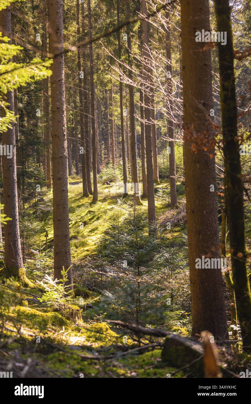 Ein ruhiger Wald mit langen Baumstämmen und einem Lichtspiel auf dem Boden, Calw, Schwarzwald, Deutschland, Europa Stockfoto