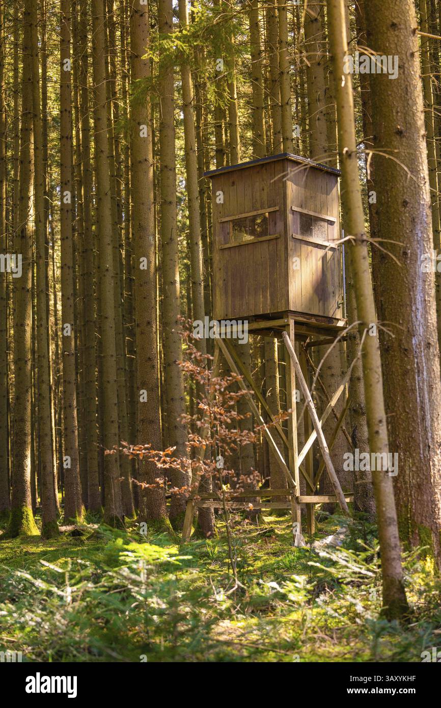 Zwischen dichten, hohen Baumstämmen in einem ruhigen Wald, Calw, Schwarzwald, Deutschland, Europa Stockfoto