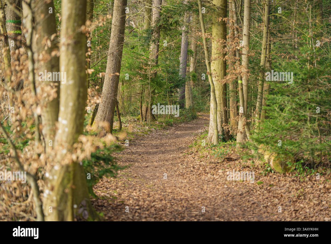 Waldweg bedeckt mit Laub, umgeben von hohen Bäumen, ruhige und friedliche Atmosphäre, Calw, Schwarzwald, Deutschland, Europa Stockfoto