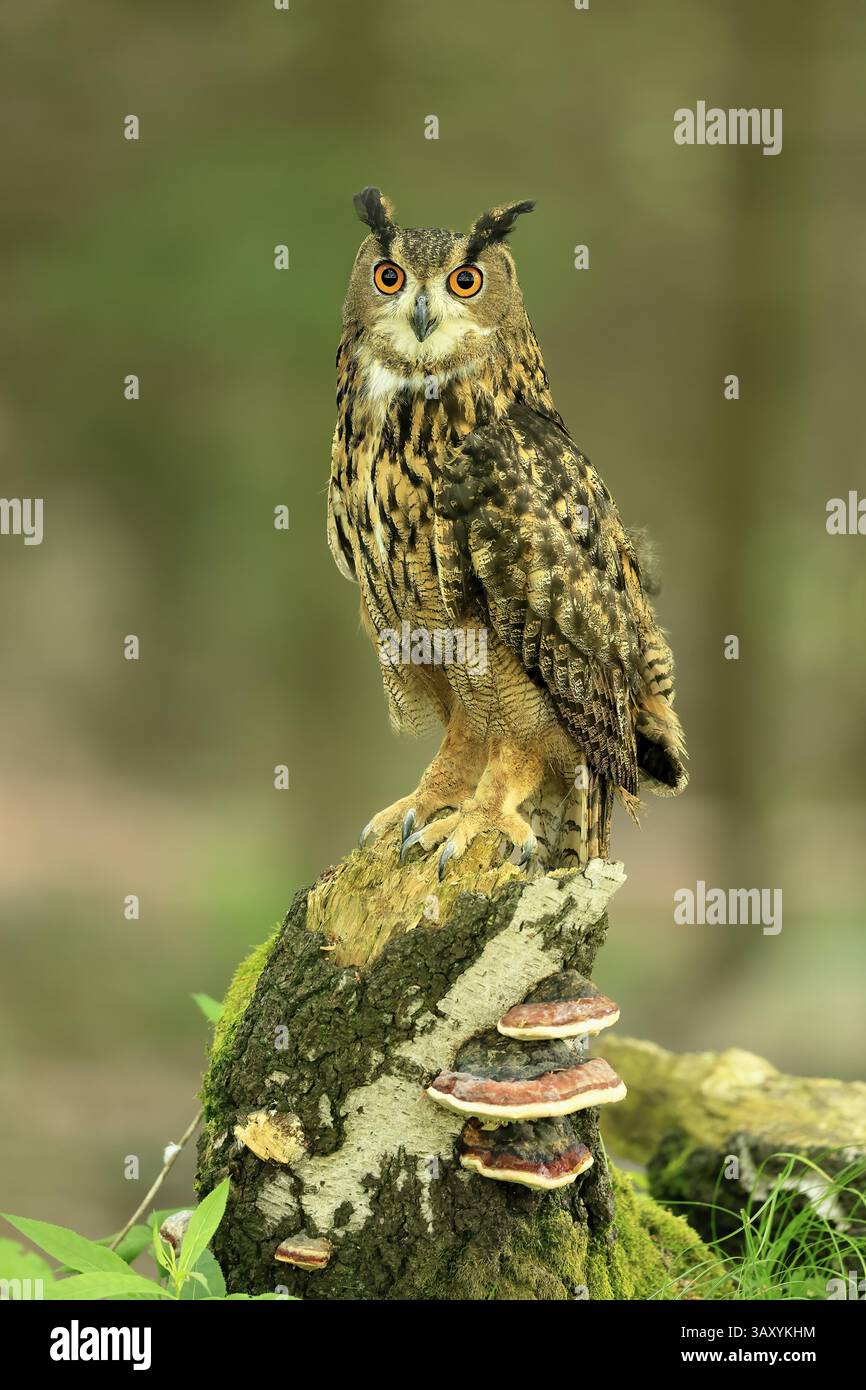 Uhu (Bubo bubo), Erwachsene, Barsch, wachsam, im Sommer, Weisheit, sumava, Tschechien, Europa Stockfoto