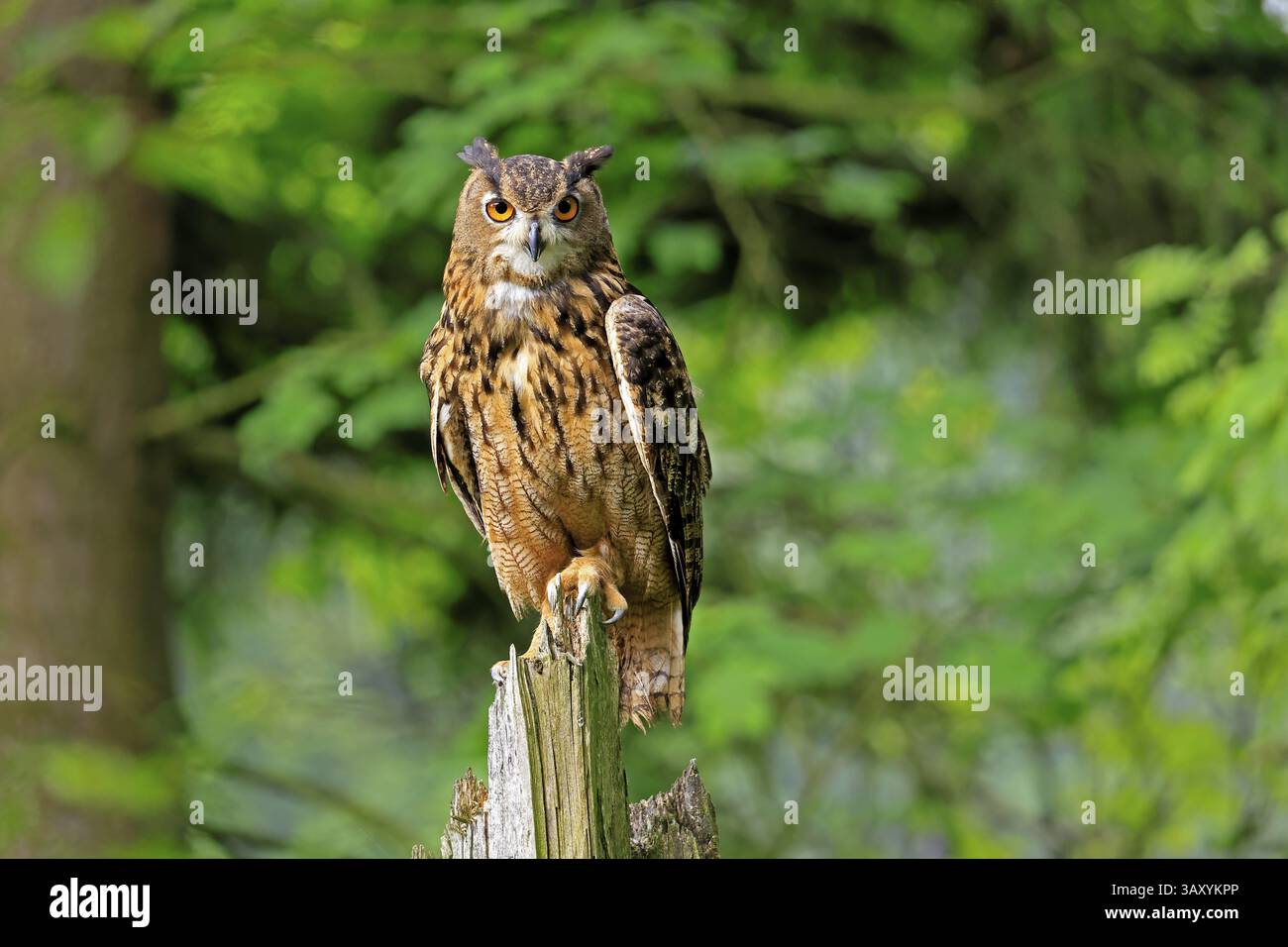 Uhu (Bubo bubo), Erwachsene, Barsch, wachsam, im Sommer, Weisheit, sumava, Tschechien, Europa Stockfoto