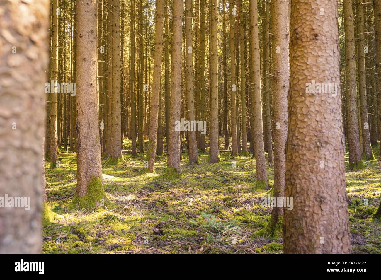 Dichter, ruhiger Wald mit Sonnenlicht, Kalk, Schwarzwald, Deutschland, Europa Stockfoto