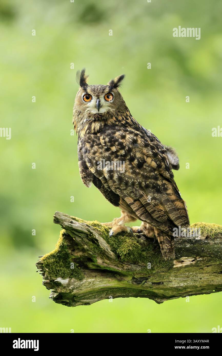 Uhu (Bubo bubo), Erwachsene, Barsch, wachsam, im Sommer, Weisheit, sumava, Tschechien, Europa Stockfoto
