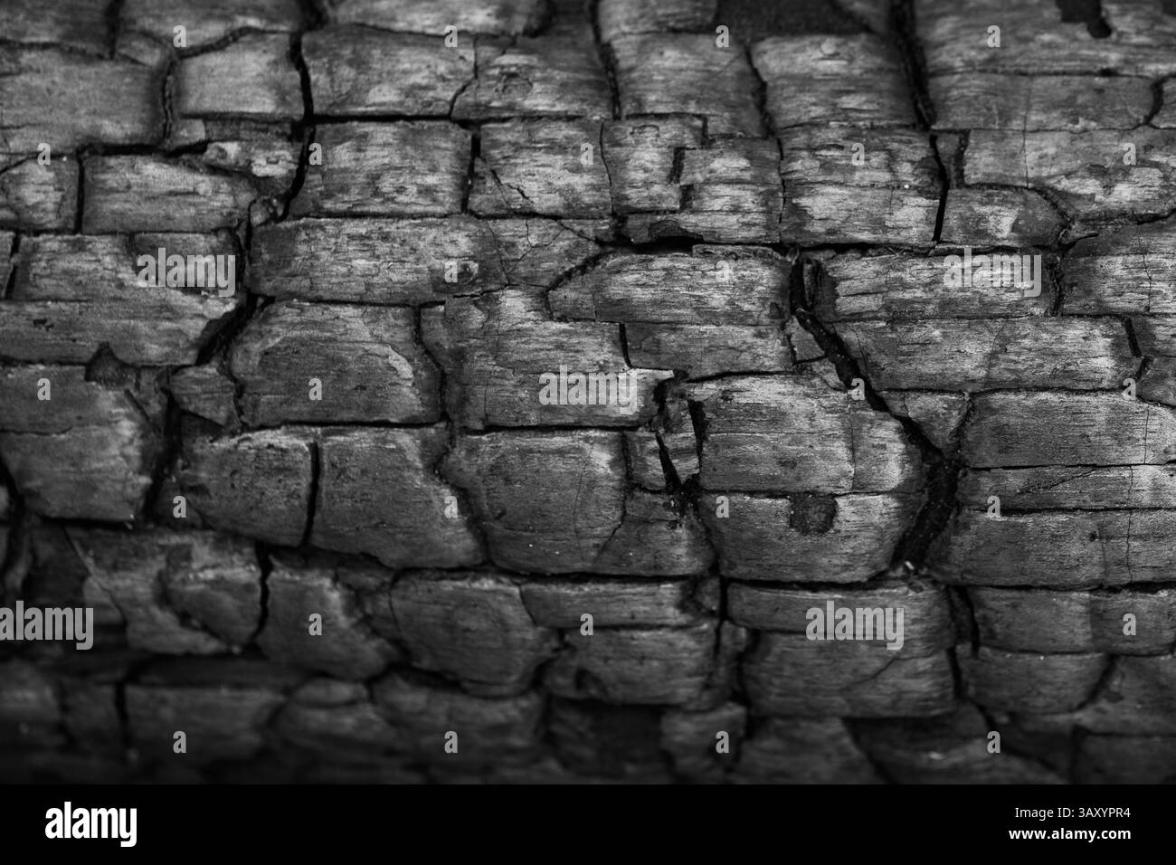 Schwarz-weißer Hintergrund mit gebrannter Holzstruktur. Textur von verkohltem Holz im Grunge-Stil Stockfoto