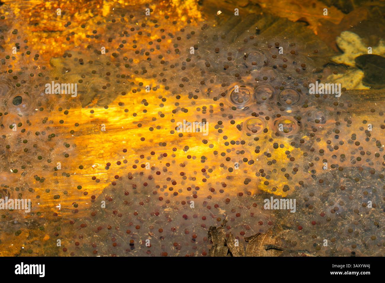 Eier des wendigen Frosches (Rana dalmatina) in einem Waldteich mit früherer Amphibienvermehrung in natürlichen aquatischen Lebensräumen. Stockfoto