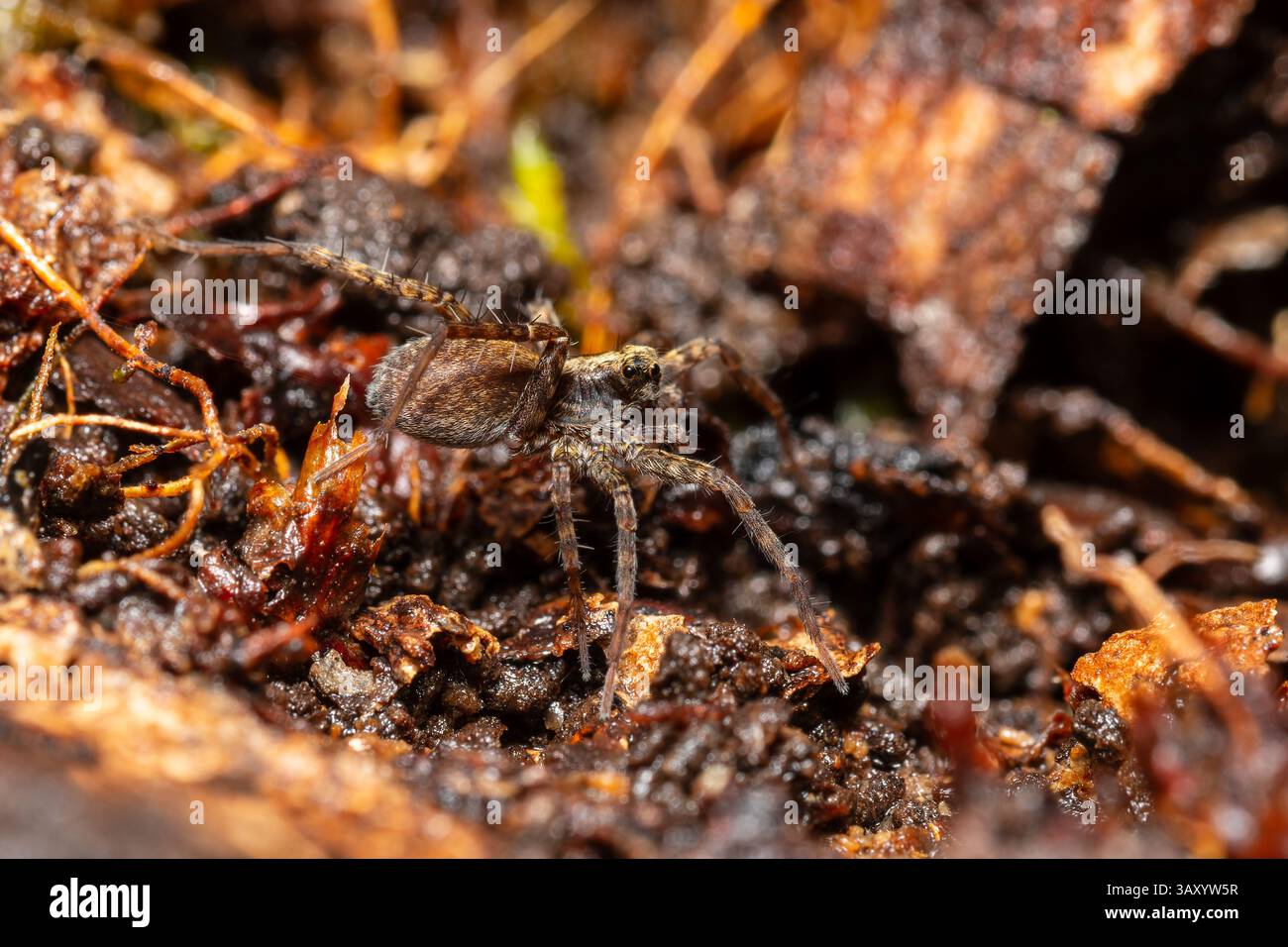 Pardosa Saltans, eine bodenbewohnte Wolfsspinne aus der Familie der Lycosidae, die aktiv in natürlichen Lebensräumen jagt, ohne Netze zu bauen. Stockfoto