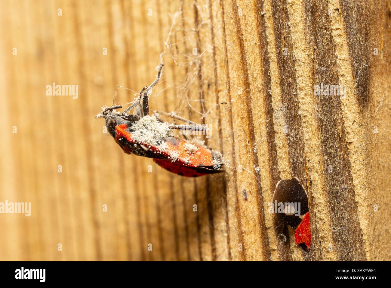 Toter Melanocoryphus albomaculatus mit Pilzwachstum am Körper, ein markantes Beispiel für Insektenabbau und Recycling-Prozess der Natur. Stockfoto