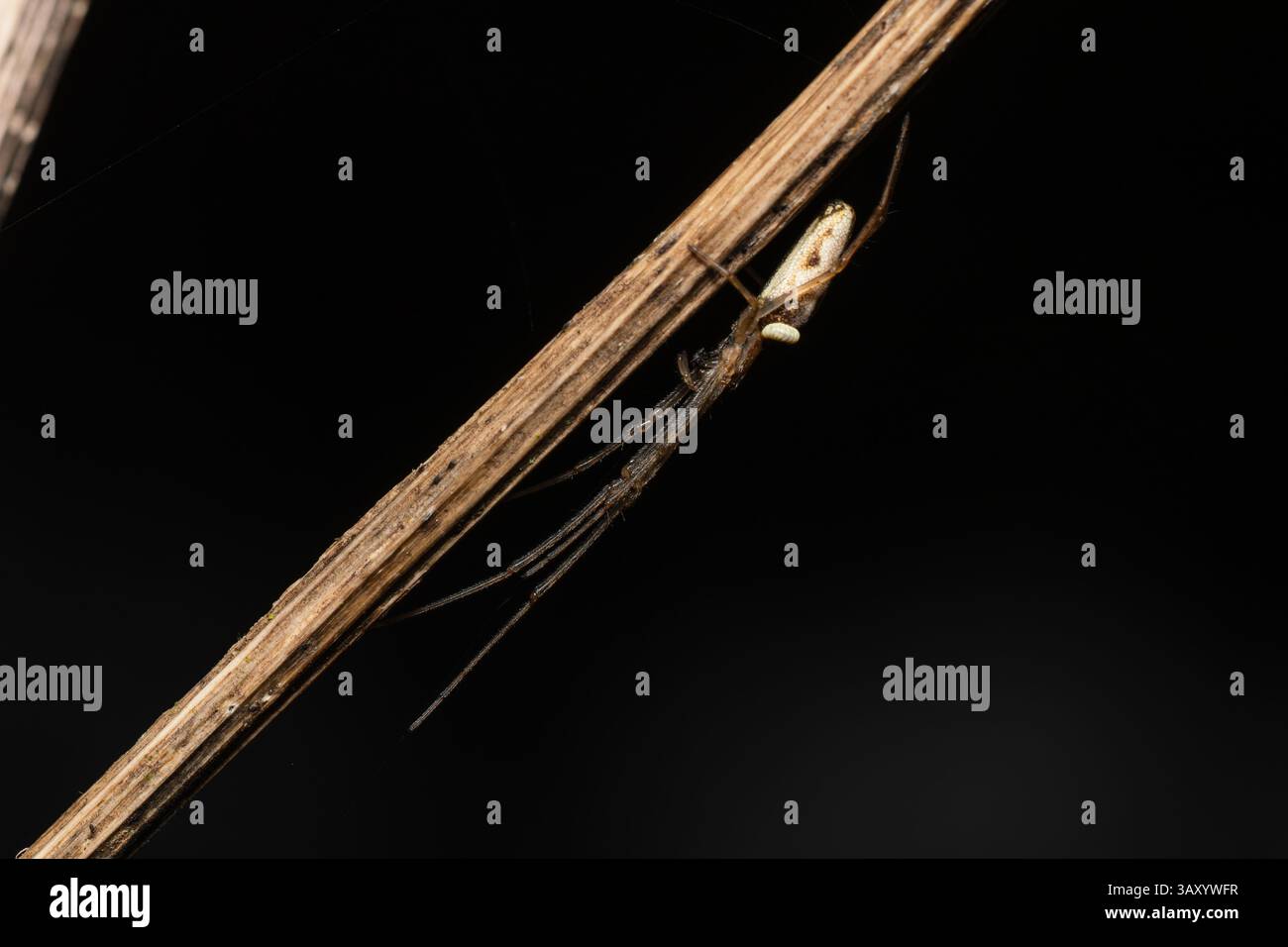 Tetragnatha extensa parasitiert durch Acrodactyla-Larve. Seltene Makrodarstellung der Wirt-Parasiten-Interaktion im Feuchtgebiet. Stockfoto