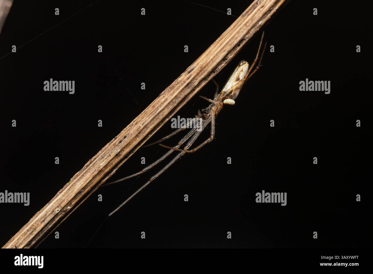 Tetragnatha extensa parasitiert durch Acrodactyla-Larve. Seltene Makrodarstellung der Wirt-Parasiten-Interaktion im Feuchtgebiet. Stockfoto