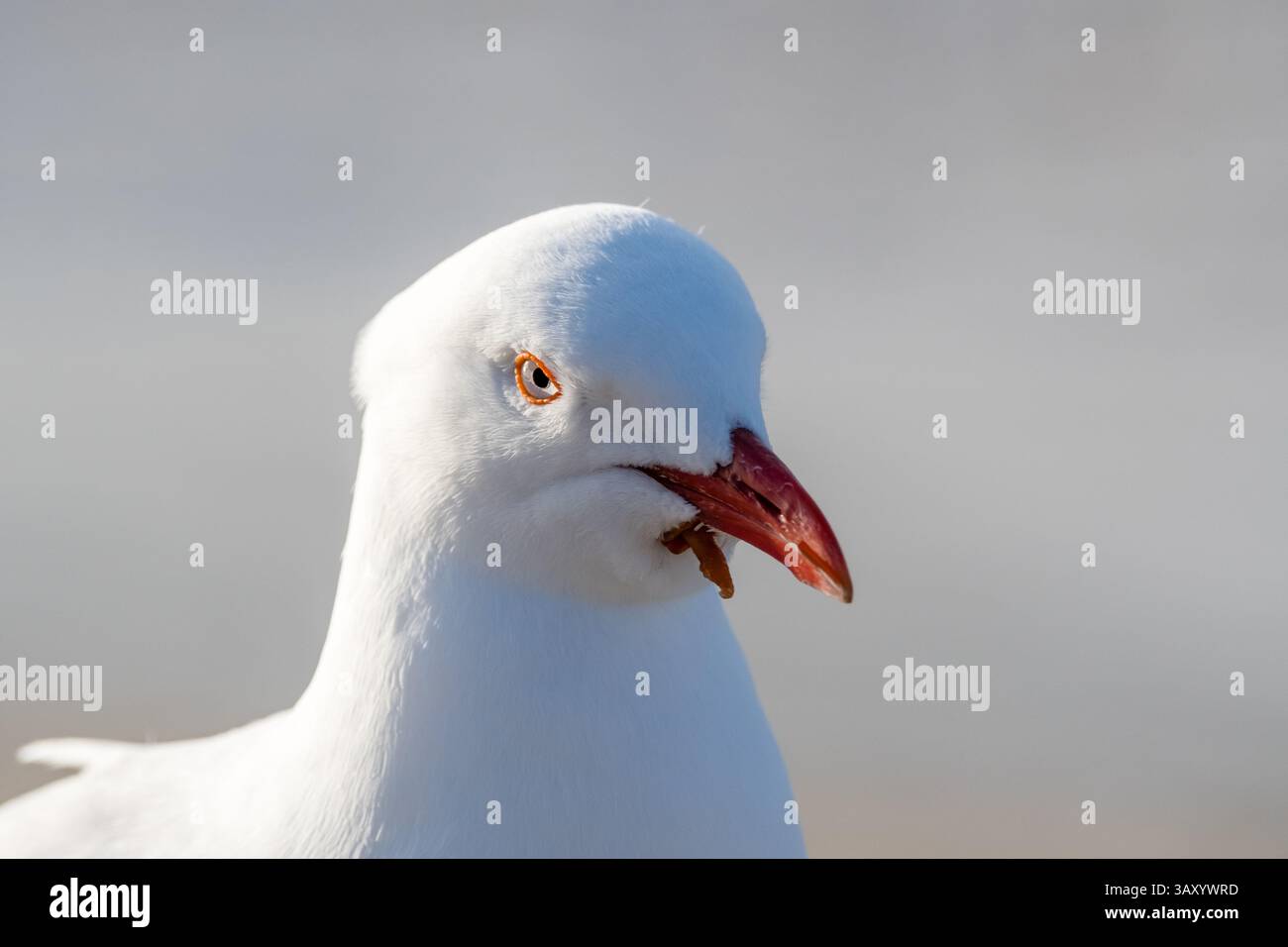 Silbermöwe, Chroicocephalus novaehollandiae, am Strand, mit einer seltsamen Protuberanz unter dem Mund, Fremdkörper, Tootgarook Foreshore, Australi Stockfoto
