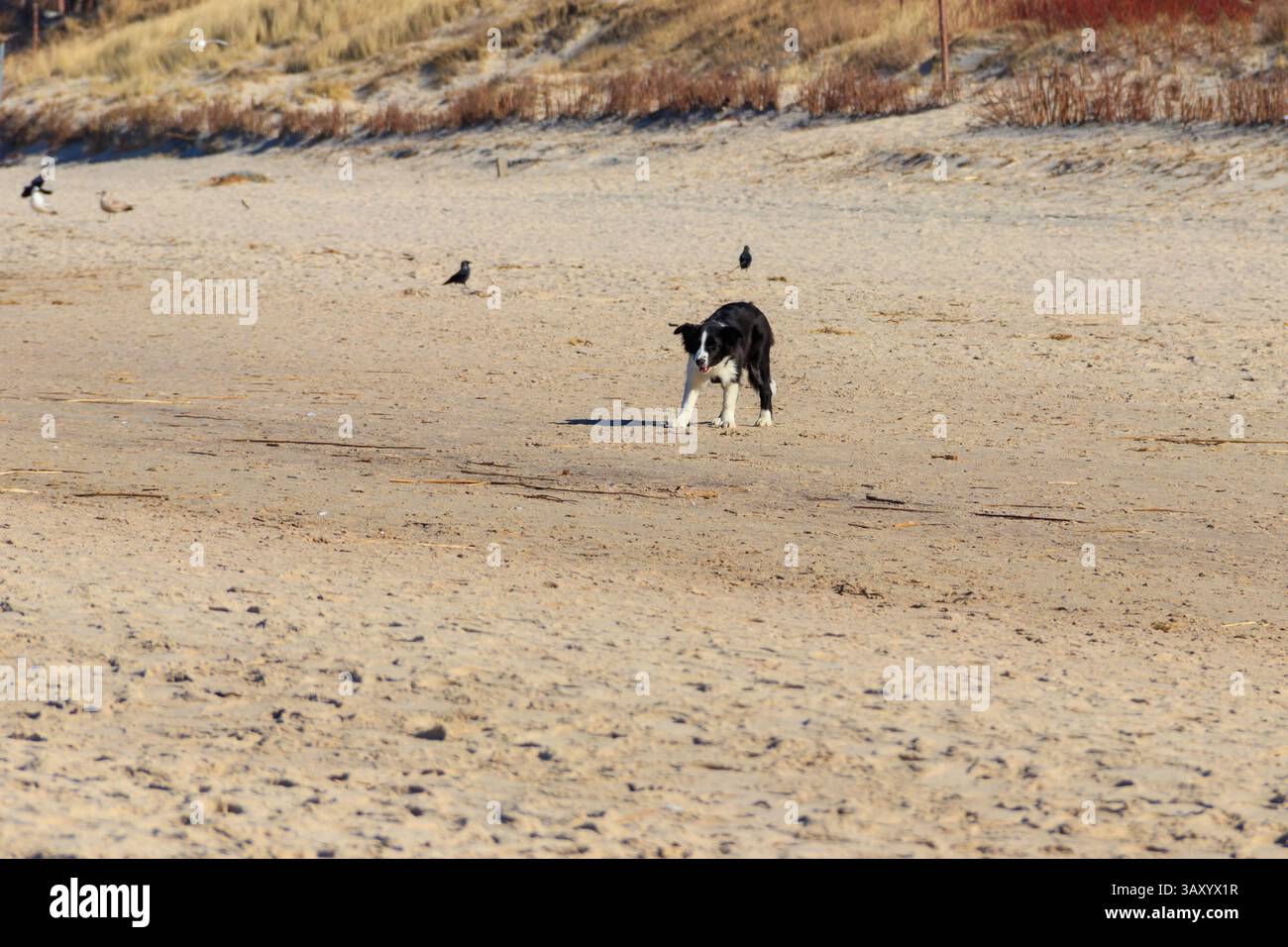 Border Collie Hund läuft am Sandstrand Stockfoto