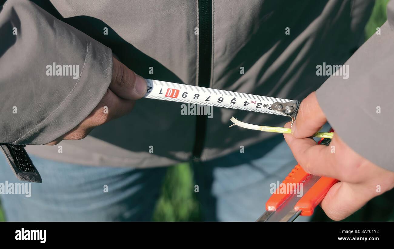 Landwirt-Messanlage mit Bandmaß. Nahaufnahme der Hände eines Landwirts mit einem Maßband, um die Länge eines Pflanzenstammes während eines zu bestimmen Stockfoto