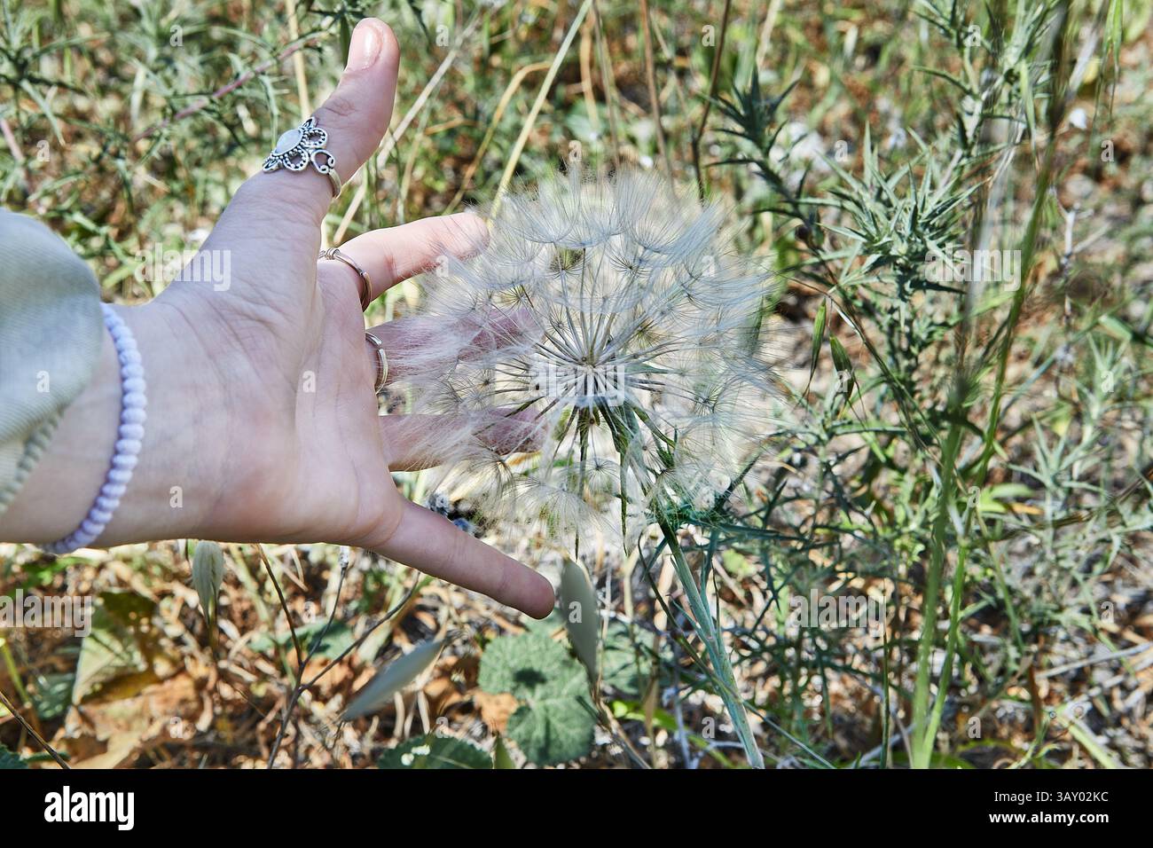 Eine Hand greift sanft zu einem riesigen Löwenzahnpuff zwischen stacheligem Gras und zeigt die Interaktion mit der Natur und die zarten Texturen Stockfoto