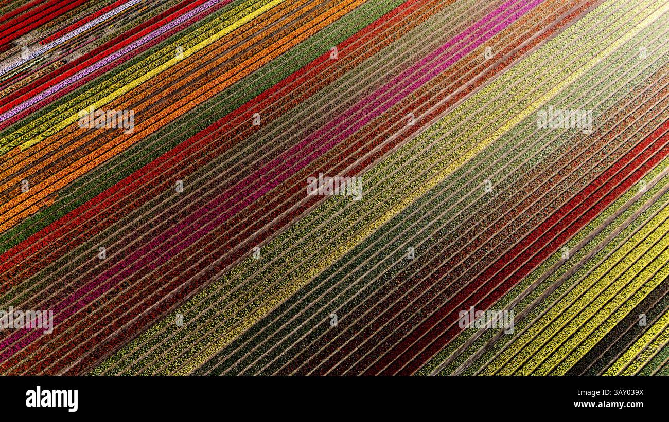 Farbenfrohe Tulpenblumenreihen erstrecken sich über die Landschaft von Flevoland, Niederlande, mit spektakulären Farben während der Frühlingssaison. Naturschönheit fesselt die Zuschauer. Stockfoto