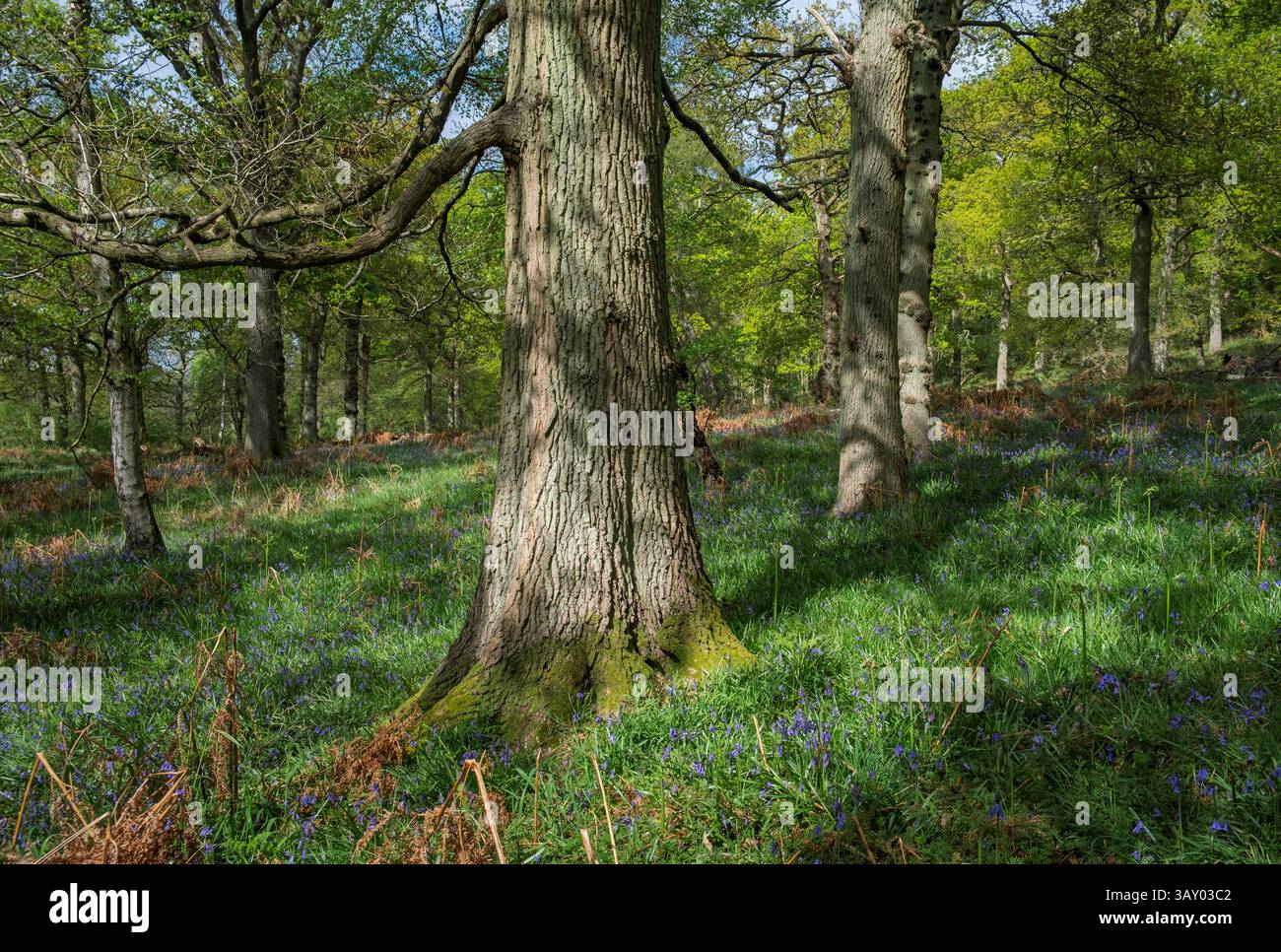 Üppiges grünes Frühlingswachstum in einem Wald von Warwickshire mit Blauglockenblüten, die durch das Gras brechen und die Baumkronen erwachen zum Leben. Stockfoto