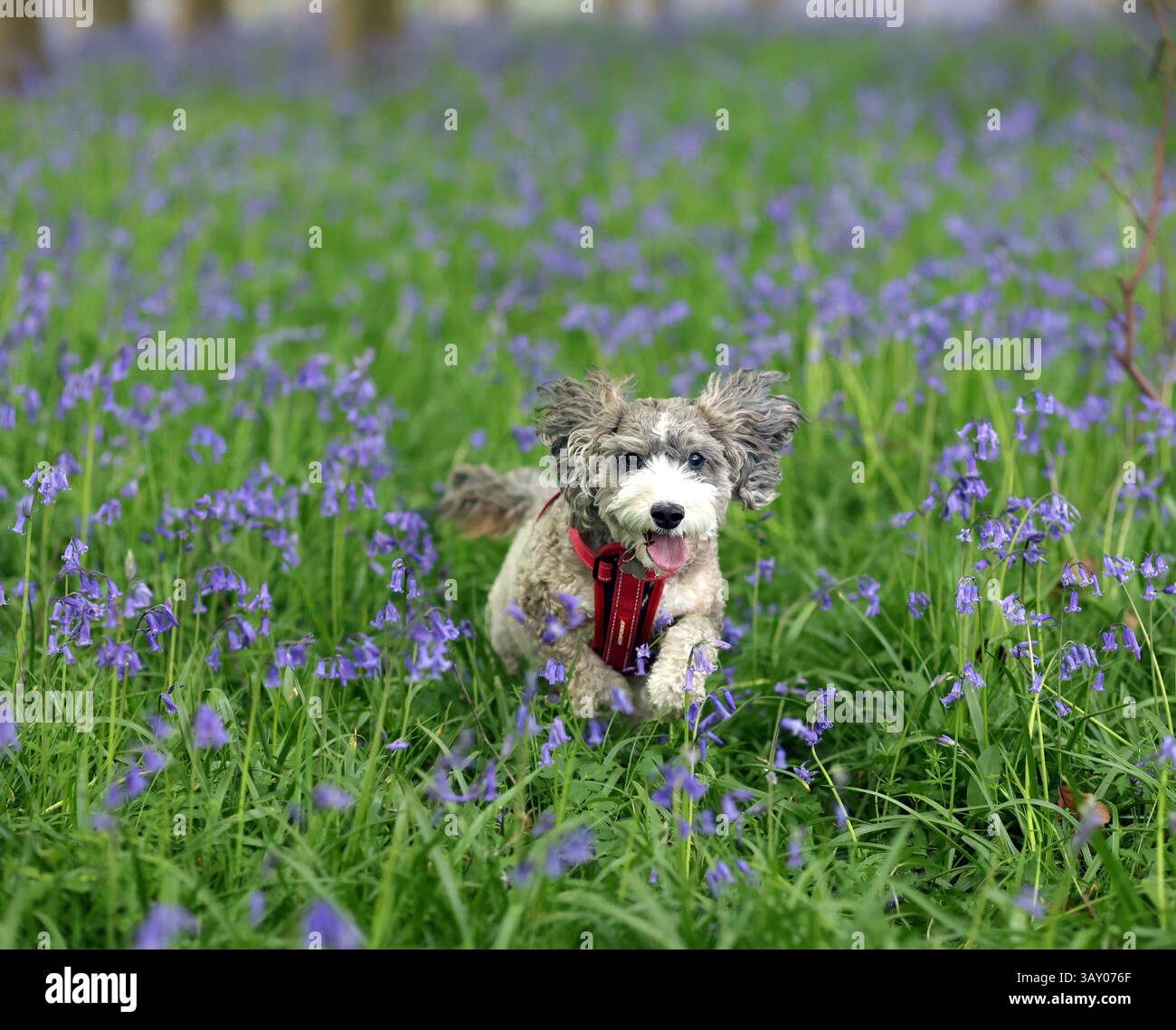 Peterborough, Großbritannien. April 2025. Cookie der Kakapohund genießt am Ostersonntag einen Lauf, während diese Glocken am 20. April 2025 in Peterborough, Cambridgeshire, einen langweiligen Tag erhellen. Quelle: Paul Marriott/Alamy Live News Stockfoto