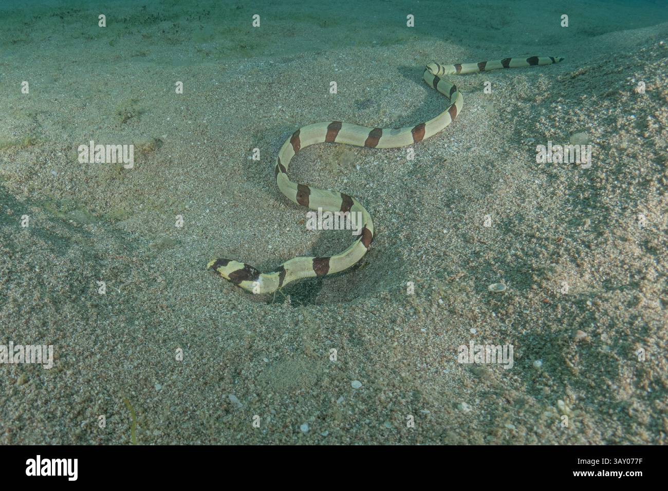 Schlangenaal (Myrichthys colubrinus) im Roten Meer Eilat Israel Stockfoto