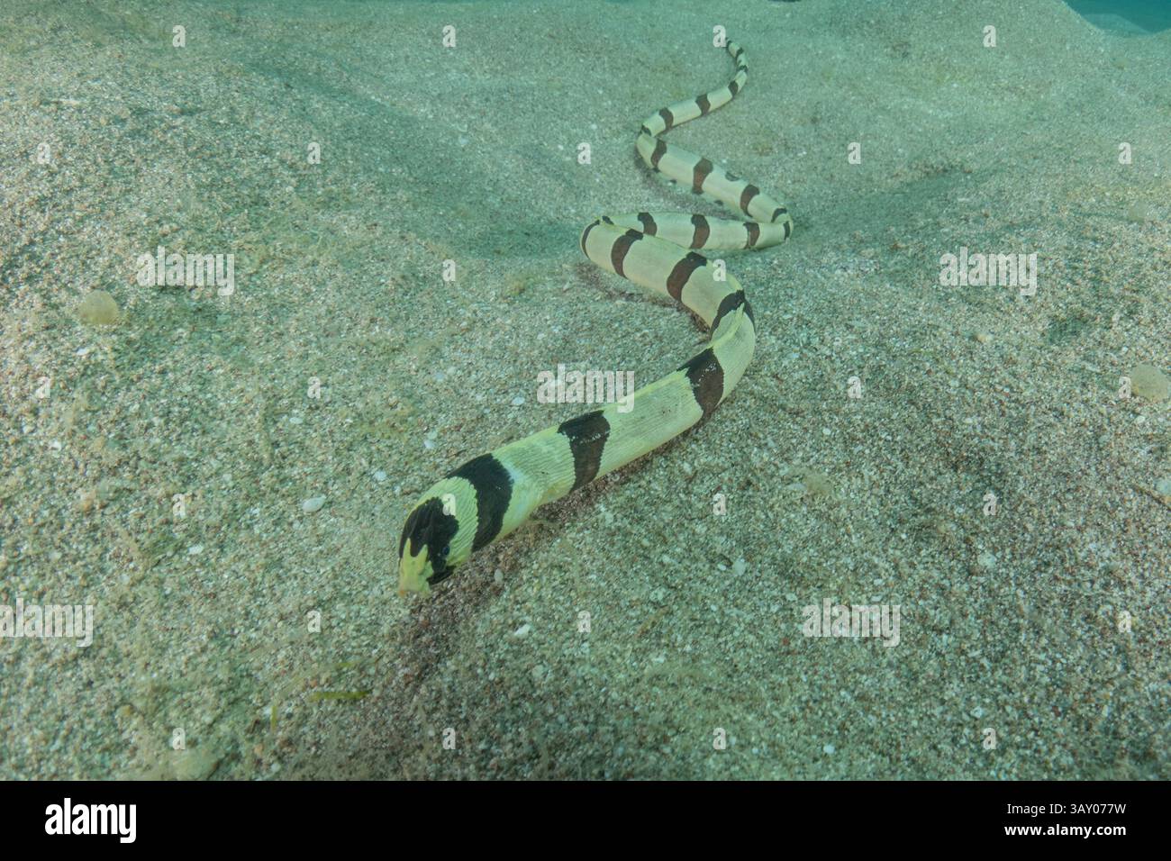Schlangenaal (Myrichthys colubrinus) im Roten Meer Eilat Israel Stockfoto