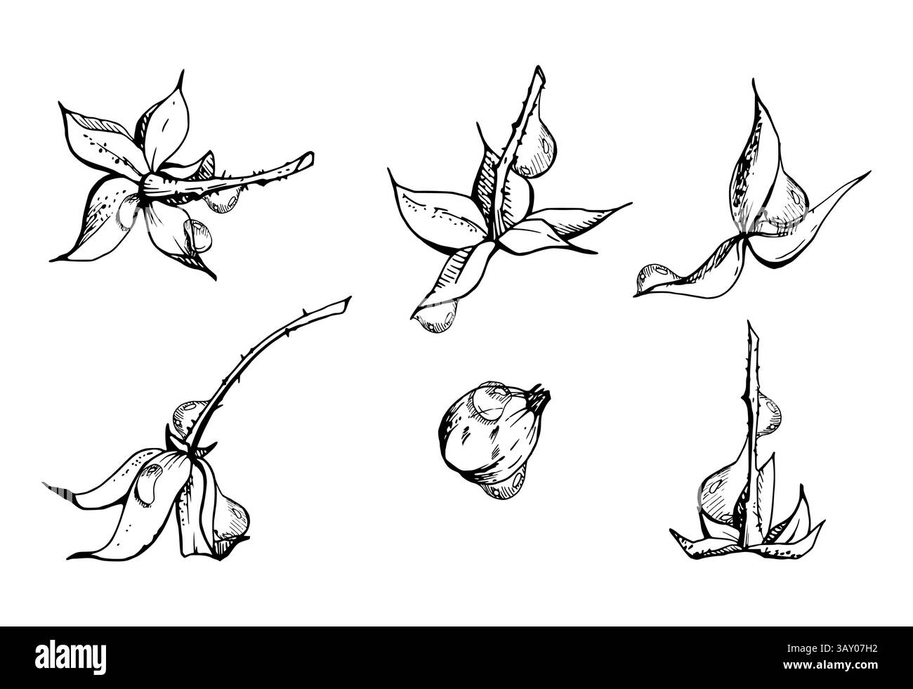 Himbeere Frucht Behälter Samenkapsel Torus Cluster Blätter auf Stamm in Wasser Tau Tropfen, Hand in Vektortinte gezogen, Waldtaubeere Maulbeere Stock Vektor