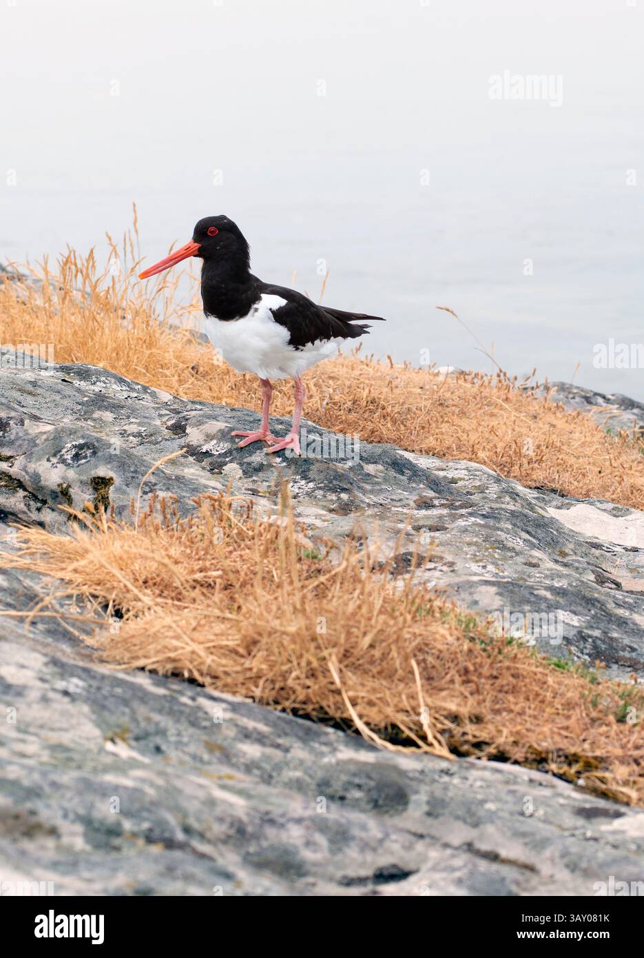 Austernfänger an einem Ufer in Schottland Stockfoto