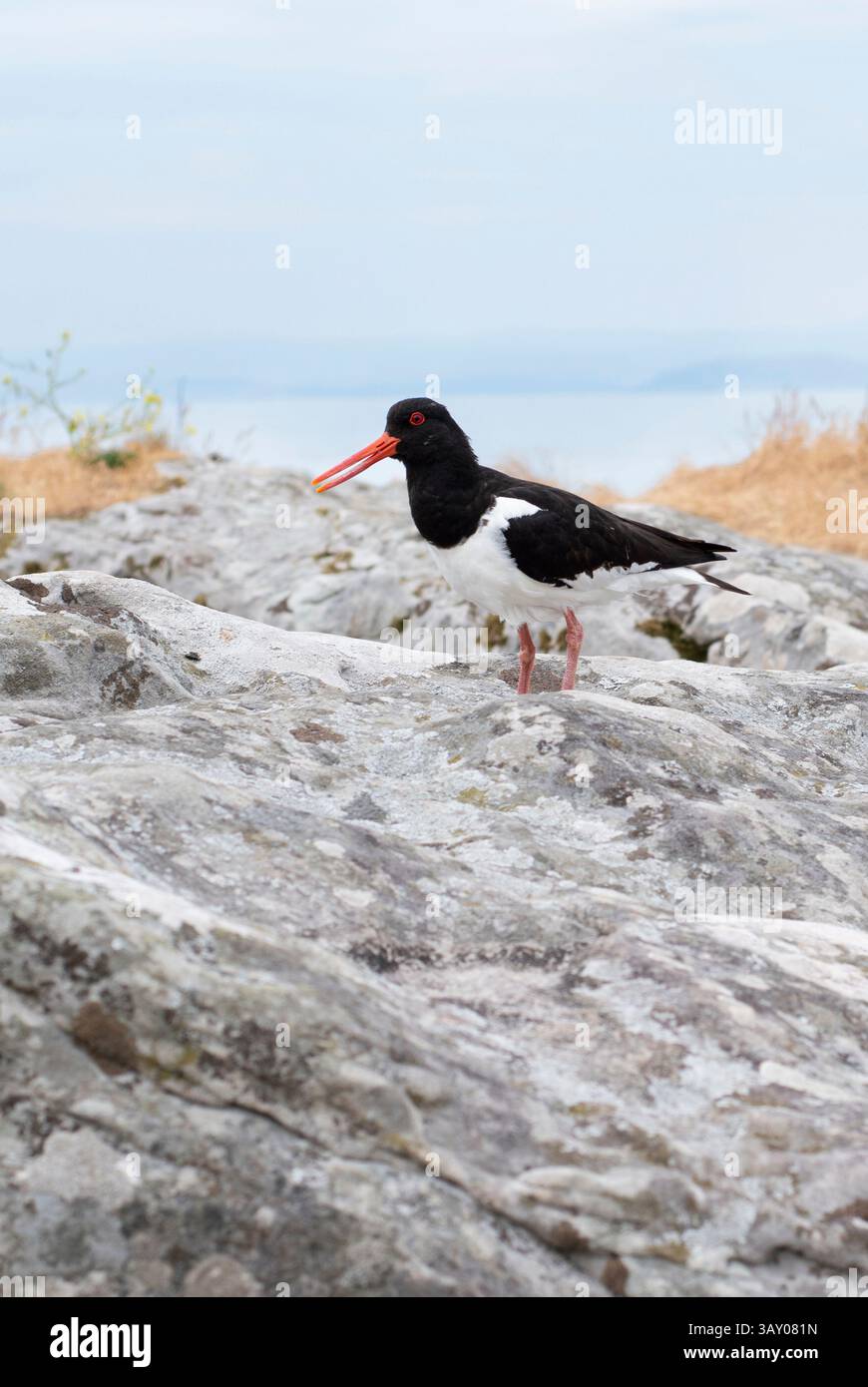 Austernfänger an einem Ufer in Schottland Stockfoto