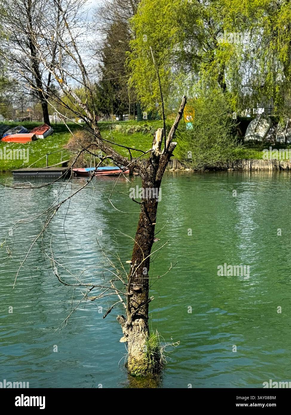 Ein teilweise untergetauchter toter Baum steht in einem überfluteten Fluss während des Quellwassers. Dabei sind Anzeichen von saisonalen Überschwemmungen und Klimaauswirkungen sichtbar Stockfoto