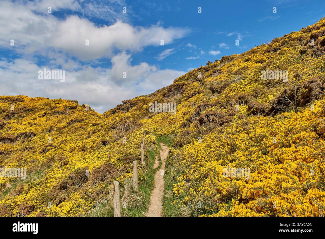Ein Weg durch den goldenen Ginster Ulex europaeus Stockfoto