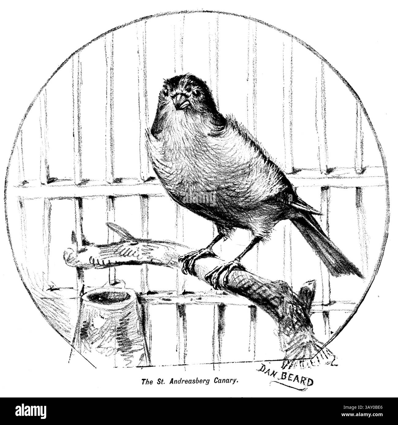 Der St. Andreasberg Kanarienharz Roller ist der Name einer im Oberharz gezüchteten Rasse von hauskanarienkanaren. Die Vögel wurden Mitte des 19. Jahrhunderts im Oberharz zwischen Lautenthal und Sankt Andreasberg gezüchtet und erlangten europaweite Bekanntheit. Der Harzer Roller wird alternativ auch Roller Kanarienvogel genannt und wurde in historischen amerikanischen Quellen auch als Hartz Mountain Kanarienvogel bekannt und geschrieben aus dem Buch Kanarienvogel und Käfigvogel: Die Nahrung, Pflege, Züchtung, Krankheiten und Behandlung aller Hausvögel von Holden, George Henry, 1848-1914 Publikationsdatum 1888 Selbstverlag Stockfoto
