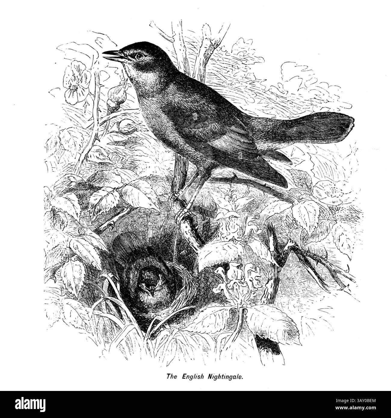 Die Englische Nachtigall. Die gewöhnliche Nachtigall, auch bekannt für ihre kraftvollen und schönen Lieder, ist ein kleiner Passerinvogel. Aus dem Buch ' Kanarienvögel und Käfigvögel : die Nahrung, Pflege, Züchtung, Krankheiten und Behandlung aller Hausvögel ' von Holden, George Henry, 1848-1914 Publikationsdatum 1888 selbst veröffentlicht in New York, Boston, Providence von G. H. Holden Stockfoto