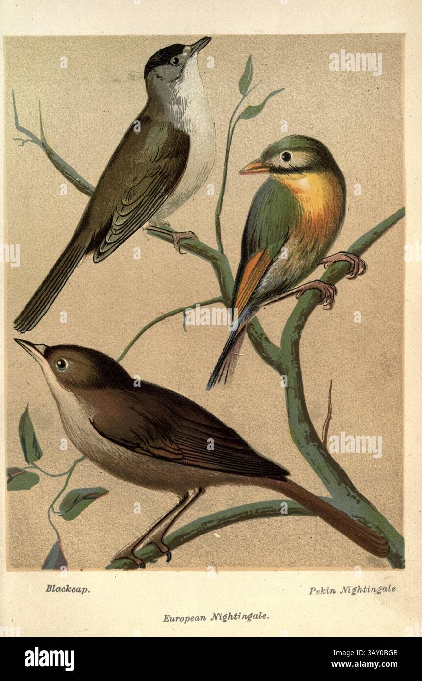 Eurasische Schwarzmütze (Sylvia atricapilla); Rotschnabelleiothrix (Leiothrix lutea) AKA Pekin Nightingale und Pekin robin; Europäische Nachtigall (Luscinia megarhynchos), Kunstwerk aus dem Buch ' Kanaren und Käfigvögel : die Nahrung, Pflege, Züchtung, Krankheiten und Behandlung aller Hausvögel ' von Holden, George Henry, 1848-1914 Publikationsdatum 1888 selbst veröffentlicht in New York, Boston, Providence von G. H. Holden Stockfoto