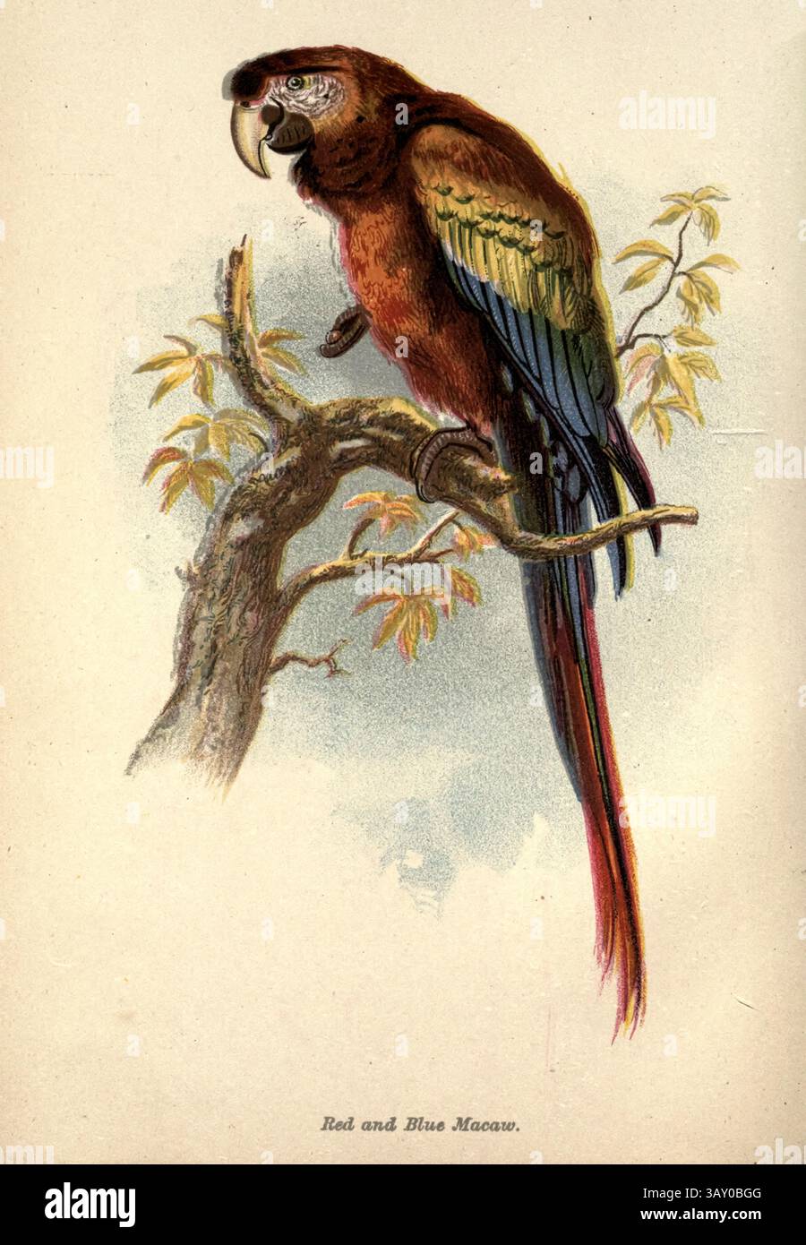 Der Scharlach (Ara macao) ist ein großer gelber, roter und blauer Papagei, der in feuchten immergrünen Wäldern Amerikas beheimatet ist. Aus dem Buch ' Kanarienvögel und Käfigvögel : die Nahrung, Pflege, Züchtung, Krankheiten und Behandlung aller Hausvögel ' von Holden, George Henry, 1848-1914 Publikationsdatum 1888 selbst veröffentlicht in New York, Boston, Providence von G. H. Holden Stockfoto