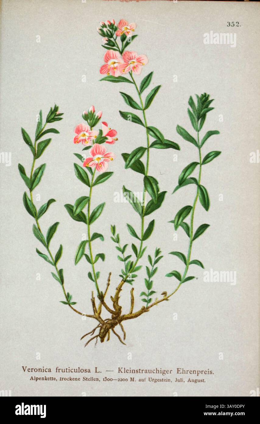 Veronica fruticulosa L. — Kleinstrauchiger Ehrenpreis. Botanische Zeichnung aus Atlas der Alpenflora Band 3 von Hartinger, Anton, geboren 1806; Dalla Torre, K. W. von (Karl Wilhelm), 1850–1928; Deutscher Alpenverein (gegründet 1874), veröffentlicht 1882 Stockfoto