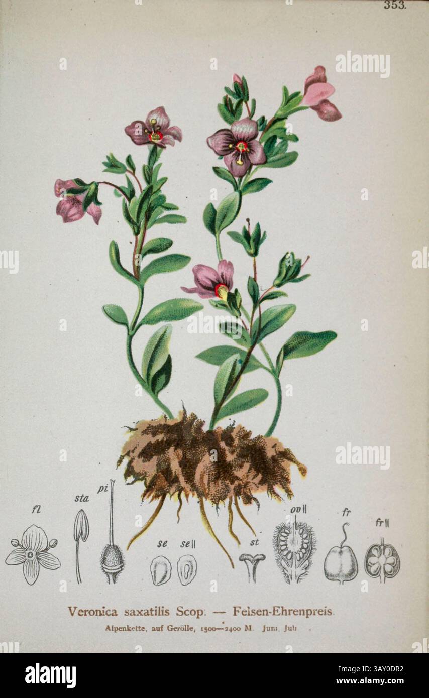 Veronica fruticans hier als Veronica saxatilis Scop. Der Rock speedwell Felsen-Ehrenpreis Botanische Zeichnung aus Atlas der Alpenflora Band 3 von Hartinger, Anton, geboren 1806; Dalla Torre, K. W. von (Karl Wilhelm), 1850–1928; Deutscher Alpenverein (gegründet 1874), veröffentlicht 1882 Stockfoto