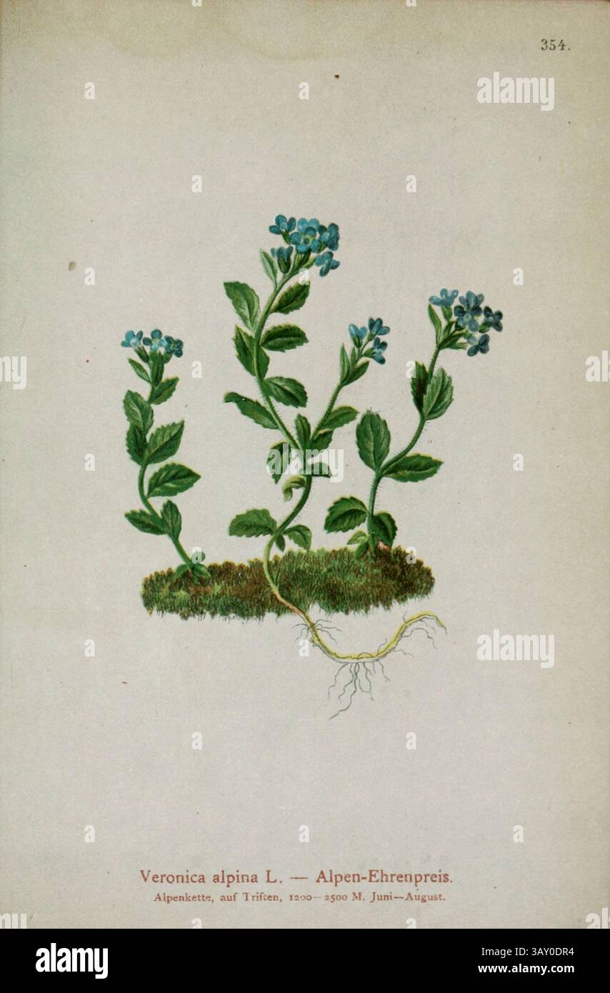 Veronica alpina L. - Alpen-Ehrenpreis Veronica alpina, die alpine speedwell oder alpine veronica, ist eine Art blühender Pflanze der Gattung Veronica, die in Kanada, Grönland, Island, den Färöern, Svalbard, der größte Teil Europas, Teile Sibiriens, Nordpakistans, der westliche Himalaya, und Tibet. Botanische Zeichnung aus Atlas der Alpenflora Band 3 von Hartinger, Anton, geboren 1806; Dalla Torre, K. W. von (Karl Wilhelm), 1850–1928; Deutscher Alpenverein (gegründet 1874), veröffentlicht 1882 Stockfoto