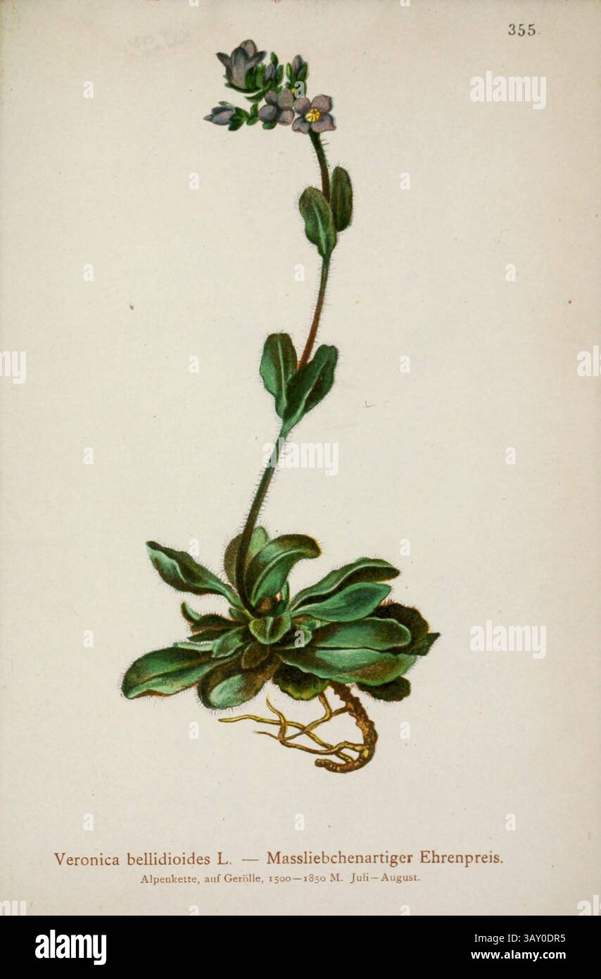 Veronica bellidioides L. — Massliebchenartiger Ehrenpreis. Veronica bellidioides ist eine blühende Pflanzenart aus der Gattung Veronica aus der Familie Plantaginaceae. Sie ist in Europa beheimatet. Botanische Zeichnung aus Atlas der Alpenflora Band 3 von Hartinger, Anton, geboren 1806; Dalla Torre, K. W. von (Karl Wilhelm), 1850–1928; Deutscher Alpenverein (gegründet 1874), veröffentlicht 1882 Stockfoto