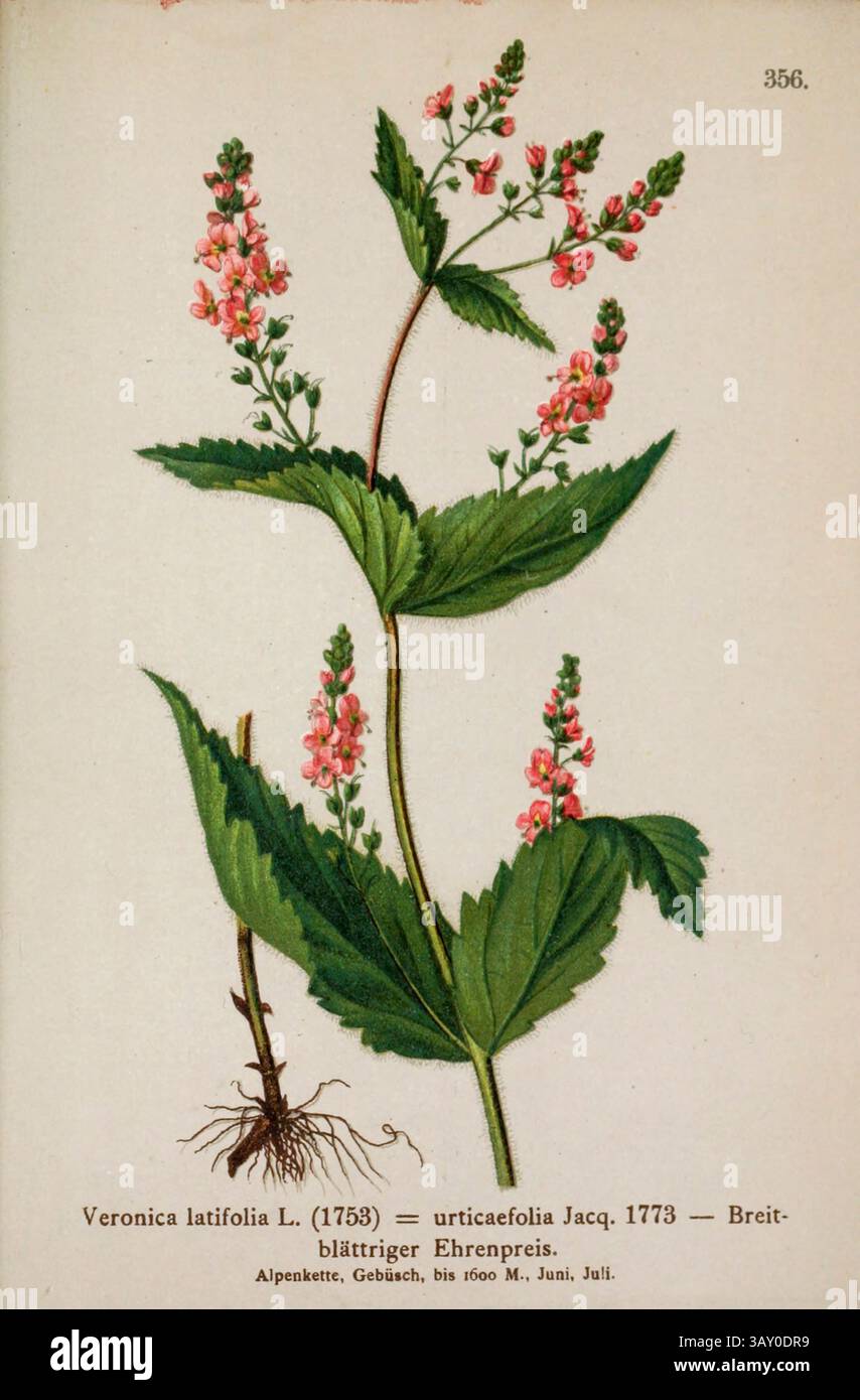 Veronica latifolia L. (1753) = Urticaefolia Jacq. 1773 – Breitblättriger Ehrenpreis. Botanische Zeichnung aus Atlas der Alpenflora Band 3 von Hartinger, Anton, geboren 1806; Dalla Torre, K. W. von (Karl Wilhelm), 1850–1928; Deutscher Alpenverein (gegründet 1874), veröffentlicht 1882 Stockfoto