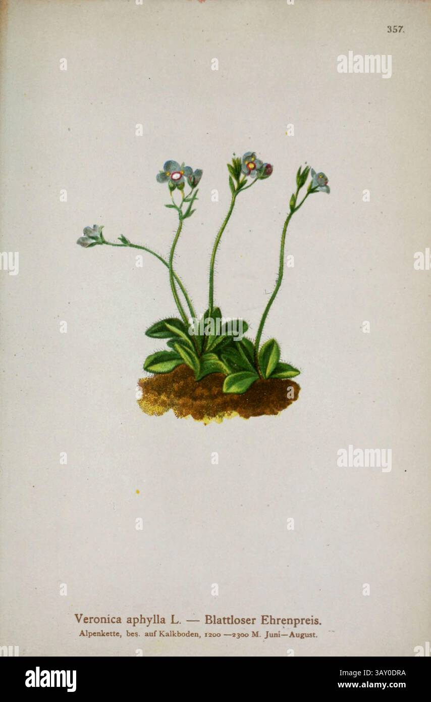 Veronica aphylla L. — Blattloser Ehrenpreis. Veronica aphylla, gebräuchlicher Name Blattlose Stemmed speedwell, ist eine Pflanze aus der Familie der Plantaginaceae. Botanische Zeichnung aus Atlas der Alpenflora Band 3 von Hartinger, Anton, geboren 1806; Dalla Torre, K. W. von (Karl Wilhelm), 1850–1928; Deutscher Alpenverein (gegründet 1874), veröffentlicht 1882 Stockfoto