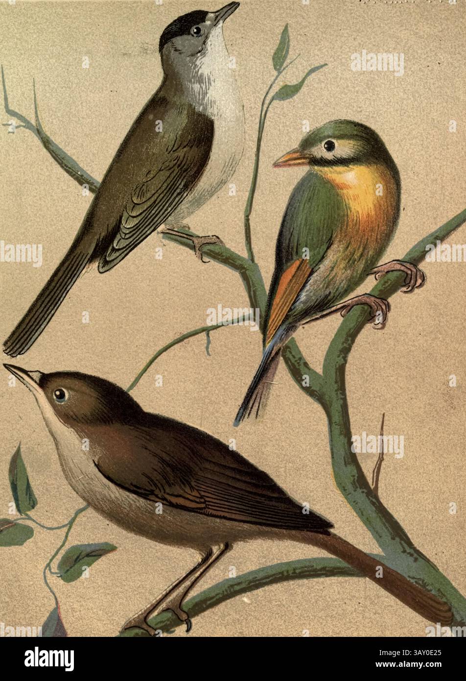 Eurasische Schwarzmütze (Sylvia atricapilla); Rotschnabelleiothrix (Leiothrix lutea) AKA Pekin Nightingale und Pekin robin; Europäische Nachtigall (Luscinia megarhynchos), Kunstwerk aus dem Buch ' Kanaren und Käfigvögel : die Nahrung, Pflege, Züchtung, Krankheiten und Behandlung aller Hausvögel ' von Holden, George Henry, 1848-1914 Publikationsdatum 1888 selbst veröffentlicht in New York, Boston, Providence von G. H. Holden Stockfoto