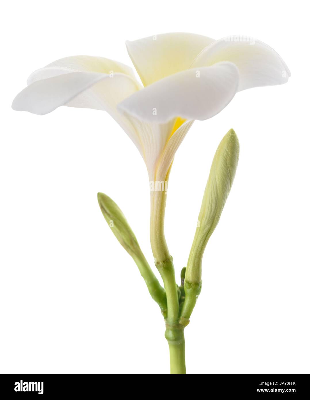 Frangipani Blume isoliert auf weißem Hintergrund Stockfoto