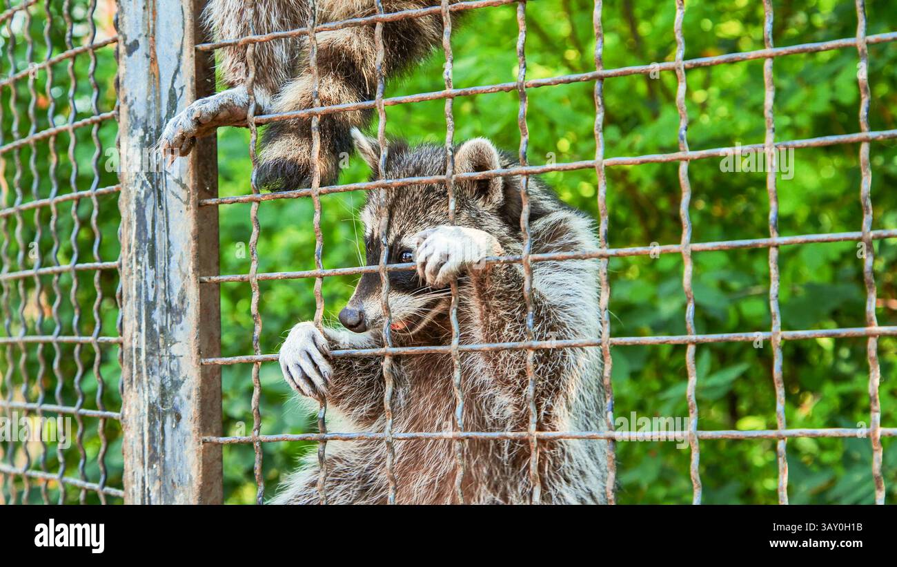 Melancholischer Waschbär, der Käfigstangen packt, sehnsüchtig über das Gehege hinwegstarrt und die emotionale Tiefe der Wildtiere festnimmt Stockfoto