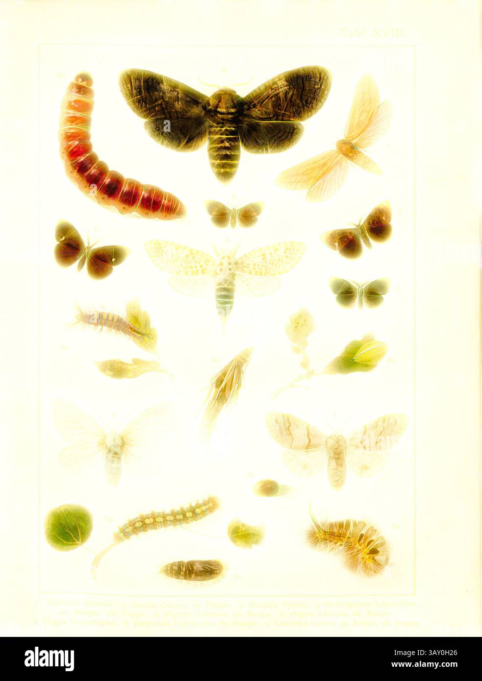Eine Sammlung aufwändig detaillierter Illustrationen, die verschiedene Arten von Insekten und Raupen zeigen, harmonisch in Reihen angeordnet. Jedes Exemplar wird präzise dargestellt, wobei die einzigartigen Merkmale und Muster ihrer Flügel und Körper hervorgehoben werden. Das Layout betont die Vielfalt der Insektenwelt und lädt dazu ein, diese faszinierenden Lebewesen näher zu betrachten. Schmetterlinge, Raupen und Puppen in Mitteleuropa 10, Hepialus Humuli, Cossus Cossus, Zeuzera Pyrina, Heterogenea Limacodes, Psyche Unicolor, Orgya Antiqua, Orgya Gonostigma, Dasychira Pudibunda, Leucoma Salicis, Platte XVIII, Stockfoto