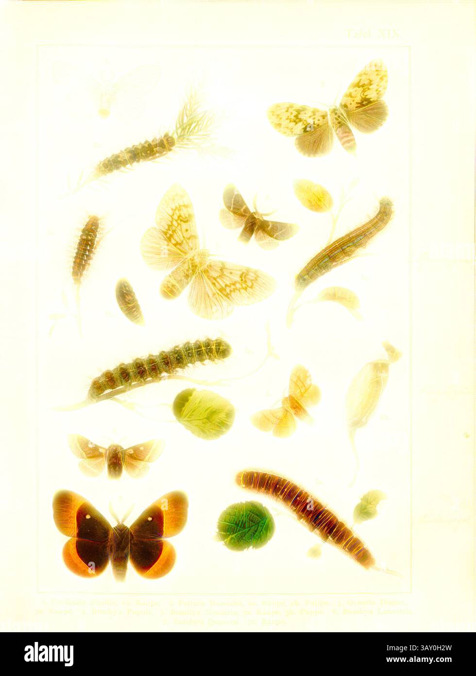 Eine Sammlung verschiedener Schmetterlings- und raupenarten, die ihre verschiedenen Formen und Muster vor hellem Hintergrund präsentieren. Schmetterlinge, Raupen und Puppen in Mitteleuropa 11, Porthesia similis, Psilura monacha, Ocneria dispar, Bombyx Populi, Bombyx Neustria, Bombyx Lanestris, Bombyx Quercus, Platte XIX, nach S. 80, Deuchert, Heinrich (del. ad. Slocombe, A. (del. Ad nat.), 1893, Max Korb; Heinrich Deuchert; A. Slocombe: Die Schmetterlinge Mittel-Europas: Darstellung und Beschreibung der hauptsächlichen mitteleuropäischen Schmetterlinge nebst Anleitung Stockfoto