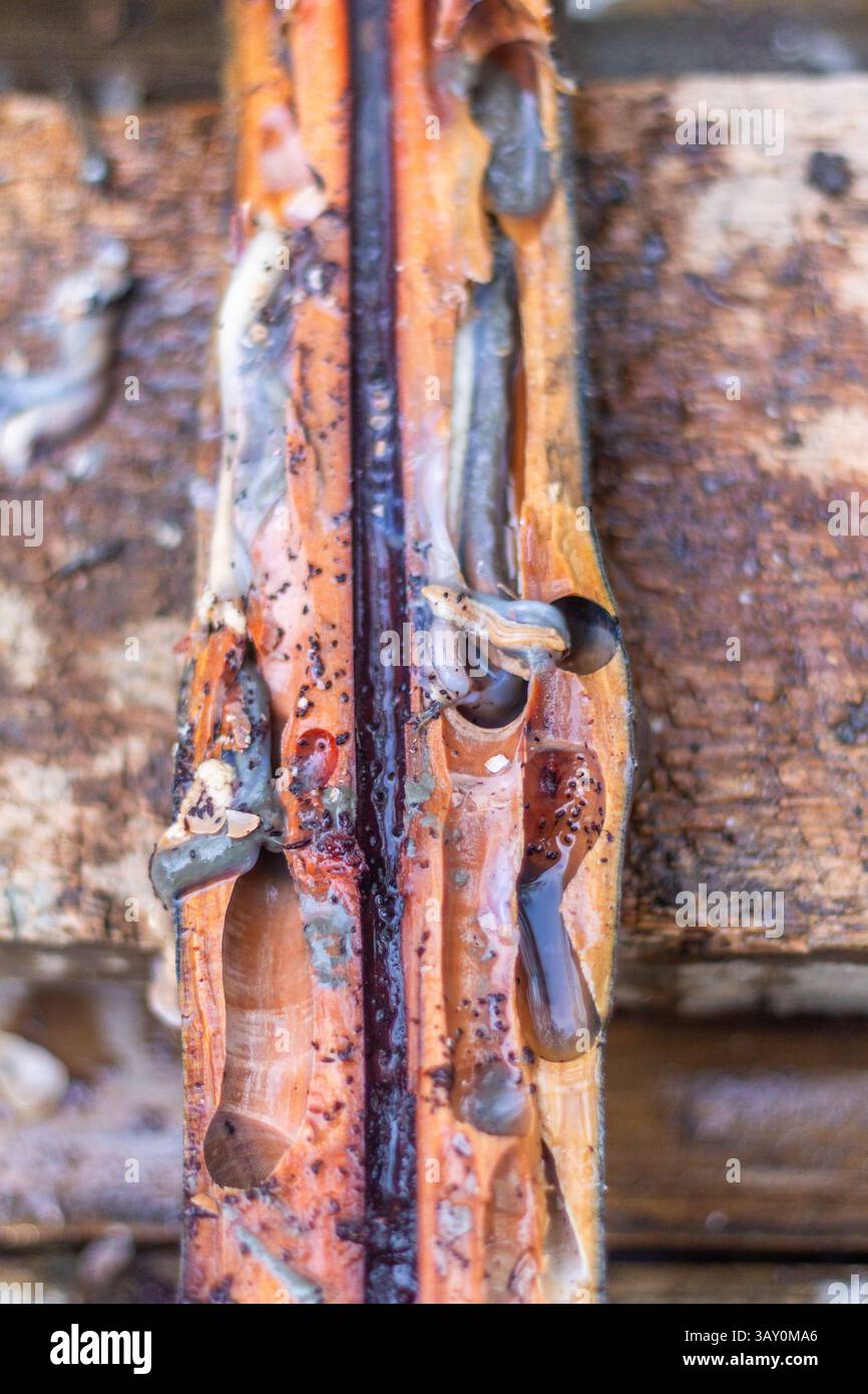 Geteilte Mangrovenzweige zeigen Holzwurmschäden am Bakhawan Ecopark in Aklan, wo Holzwürmer auch als exotische lokale Delikatesse bekannt sind Stockfoto