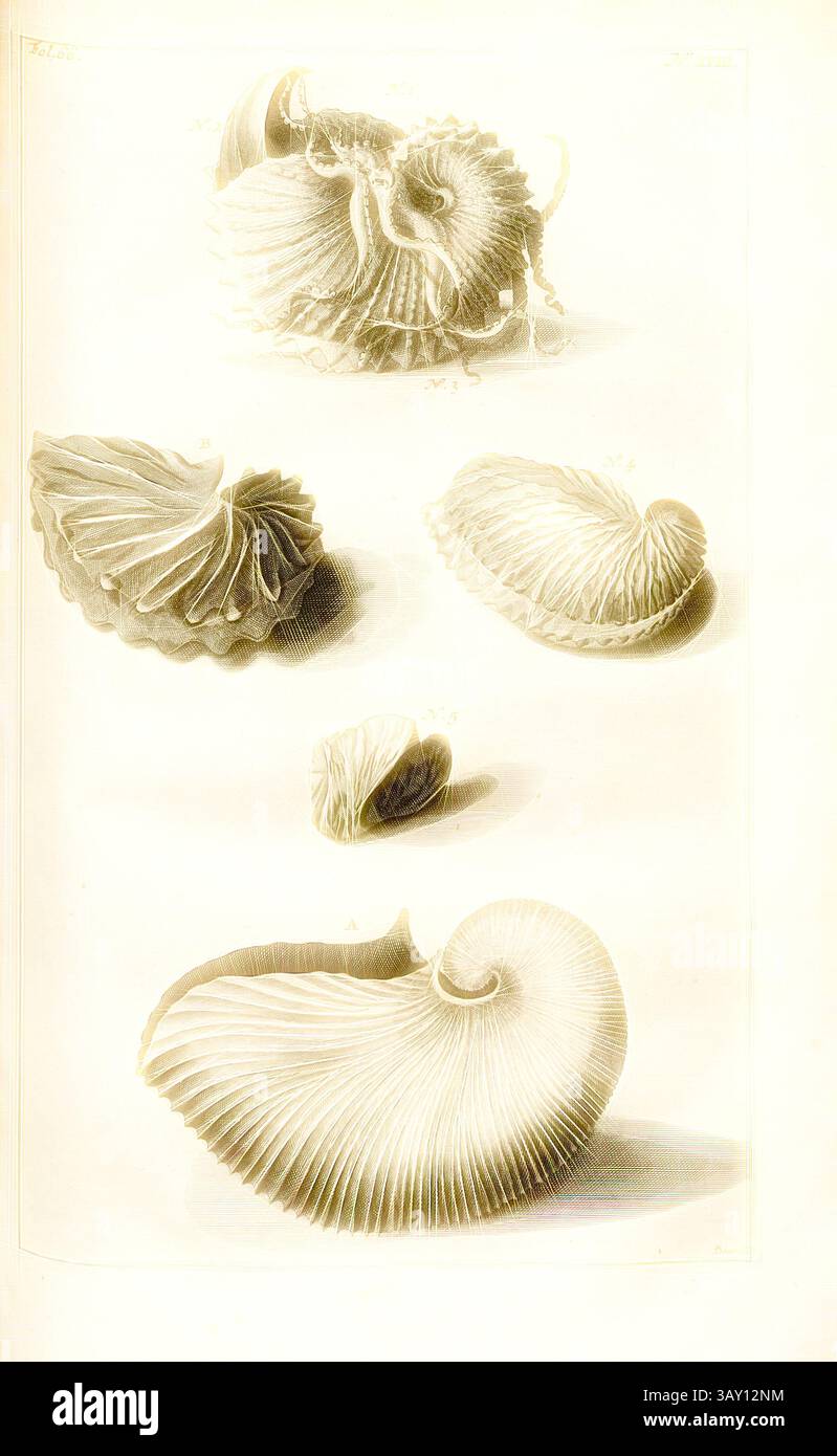 Eine elegante Präsentation verschiedener Muschelformen mit komplexen Texturen und Details, die die natürliche Schönheit und Vielfalt der Meereslebewesen hervorheben. Jede Schale ist einzigartig gefertigt und spiegelt die Kunstfertigkeit der Natur wider., Nautilus, Illustration verschiedener Schiffspoller aus dem 18. Jahrhundert, signiert: Deur F, N°., XVIII, S. 139, deur, F., 1705, Georg Eberhard Rumpf: D' Amboinsche Rariteitkamer: behelzende eene Beschryvinge van allerhande Zoo weeke als harde Schaalvisschen, te weeten raare Krabben, Kreeften en diergelyke Zeedieren als mede allerhande Hoorntjes en Schulpen, die Männer in d'Amboinsche Zee vindt: daar Stockfoto
