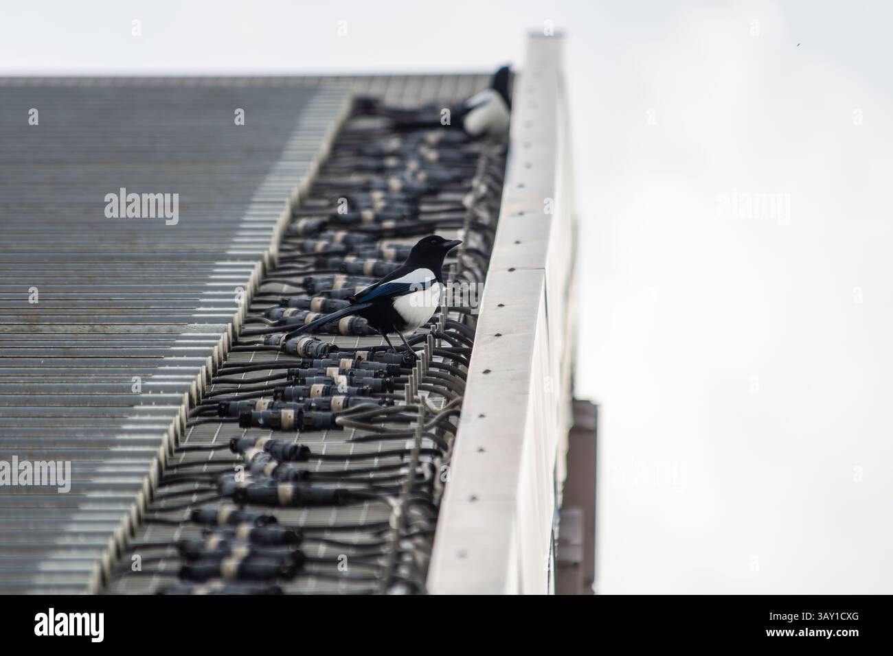 Eurasische Elster (Pica pica) auf einem Dach der Stadt. Ein cleverer urbaner Korvid, der in europäischen Städten oft von oben beobachtet wird. Stockfoto